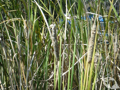 Cattails