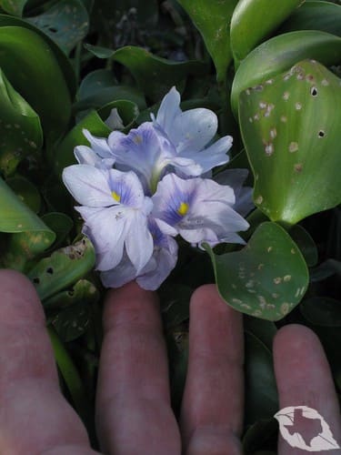 Water Hyacinth