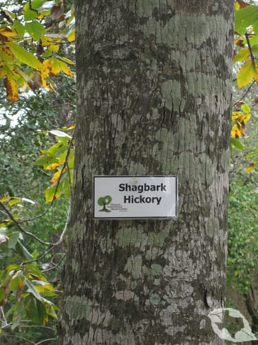 Shagbark Hickory