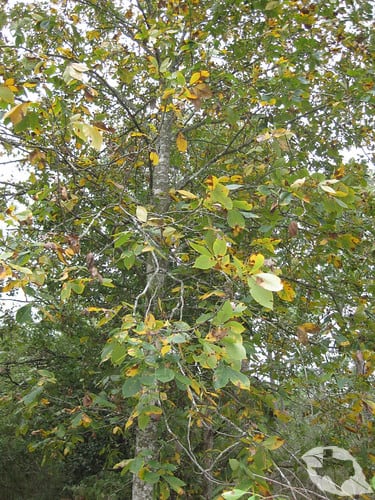 Shagbark Hickory