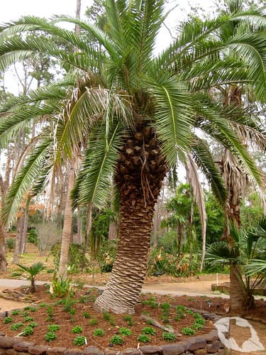 Palm - Canary Island Date