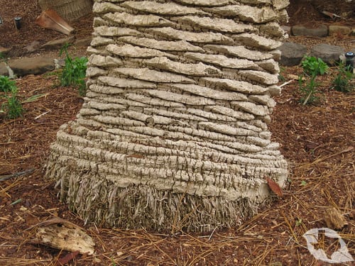 Palm - Canary Island Date