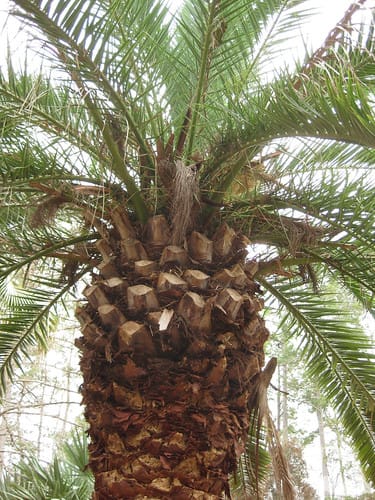 Palm - Canary Island Date