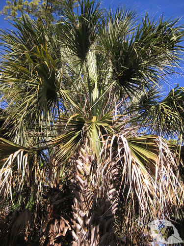 Palm - Texas Sabal