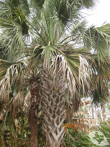 Palm - Texas Sabal