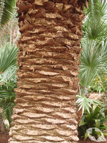 Palm - Canary Island Date
