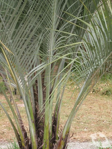 Palm - Pindo