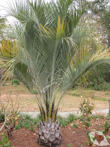 Palm - Pindo