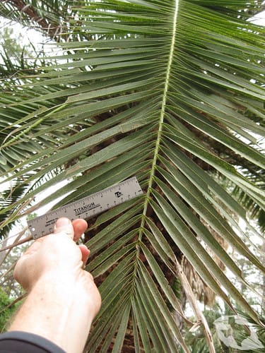 Palm - Canary Island Date