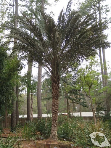 Palm - Date