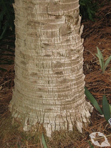 Palm - Texas Sabal
