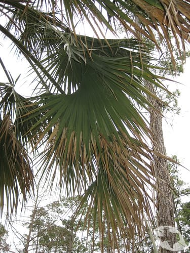 Palm - Texas Sabal