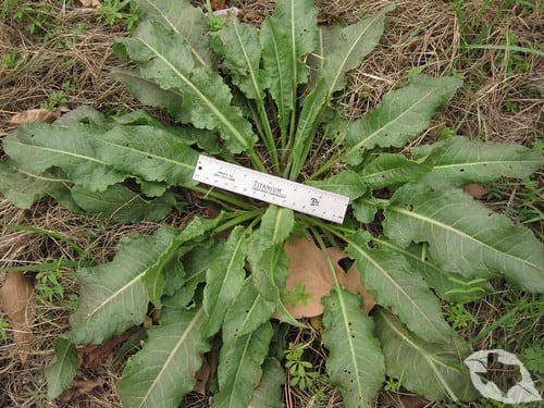 Curled Dock/Yellow Dock