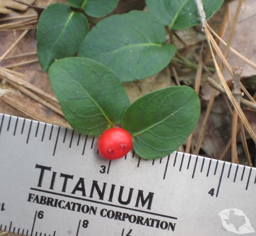 Partridgeberry/Squawberry