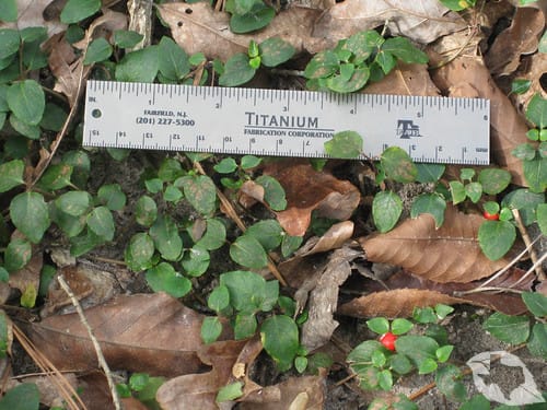 Partridgeberry/Squawberry