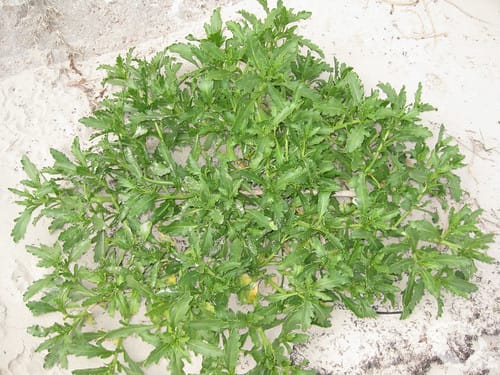 Sea Rocket