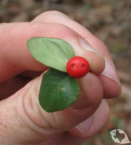 Partridgeberry/Squawberry