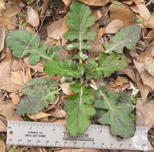 Lyreleaf Sage