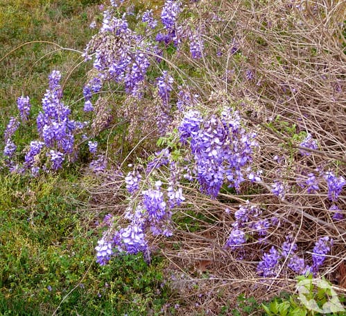 Wisteria