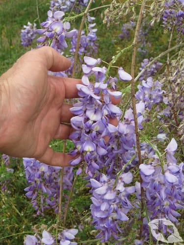 Wisteria
