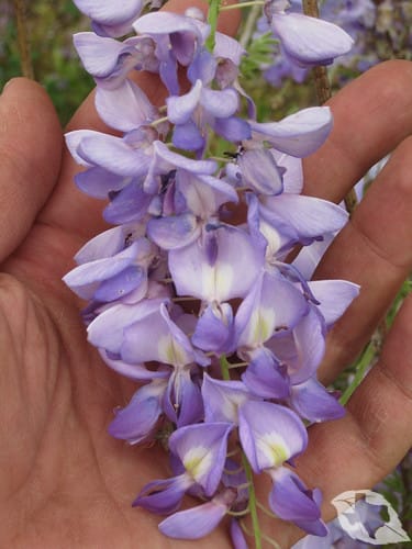 Wisteria