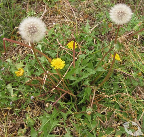 Dandelion