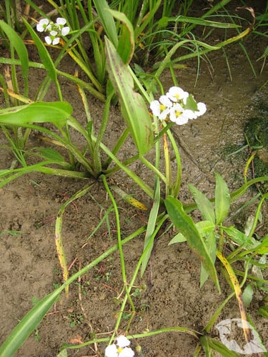 Water Plantain