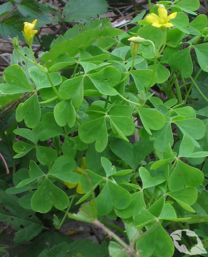 Wood Sorrel