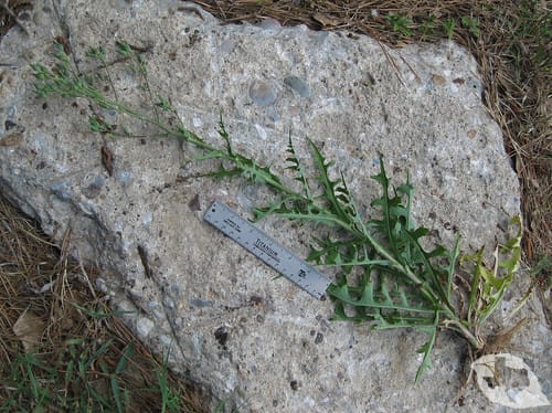 Prickly Lettuce