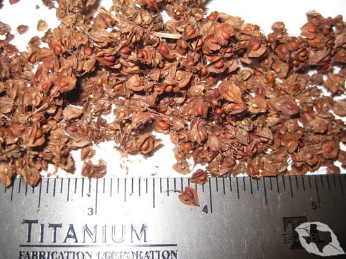 Curled Dock/Yellow Dock