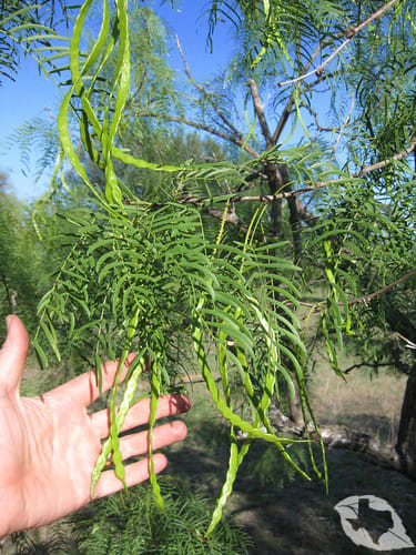Honey Mesquite