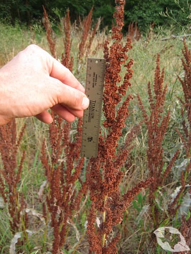 Curled Dock/Yellow Dock