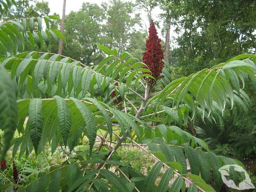 Sumac