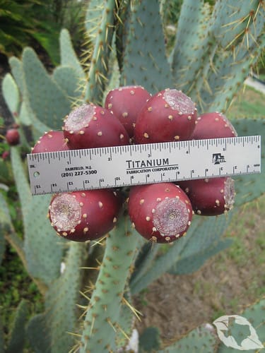 Cactus - Cow's Tongue