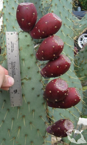 Cactus - Cow's Tongue