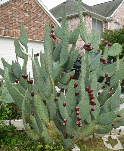 Cactus - Cow's Tongue
