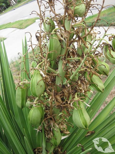 Yucca