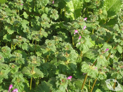Henbit