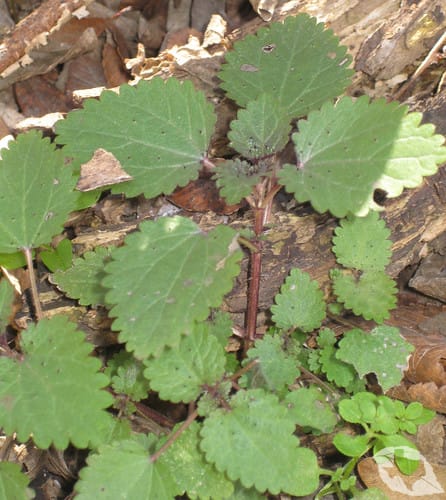 Stinging Nettles
