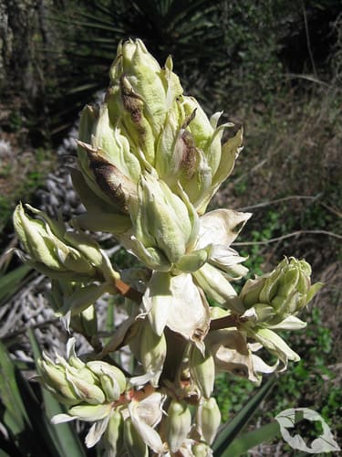Yucca