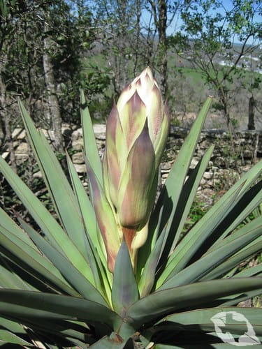 Yucca