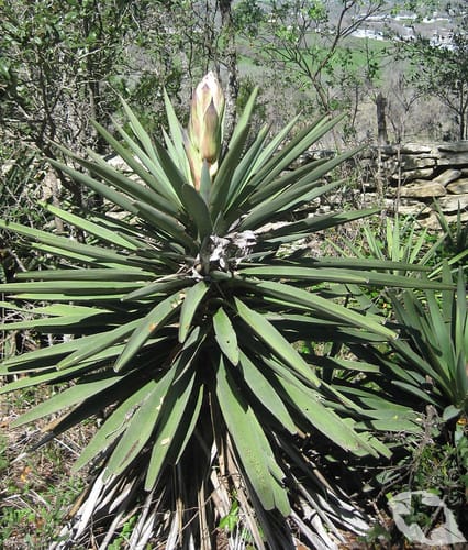 Yucca
