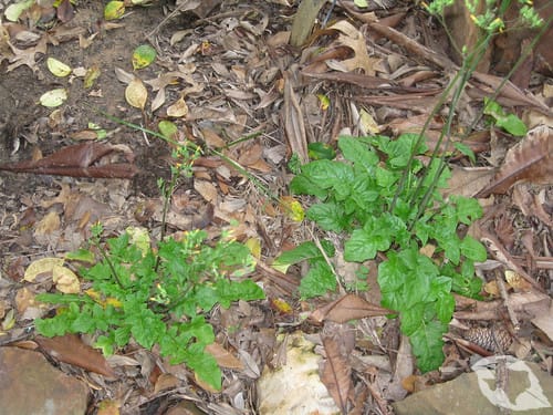 Japanese Hawkweed