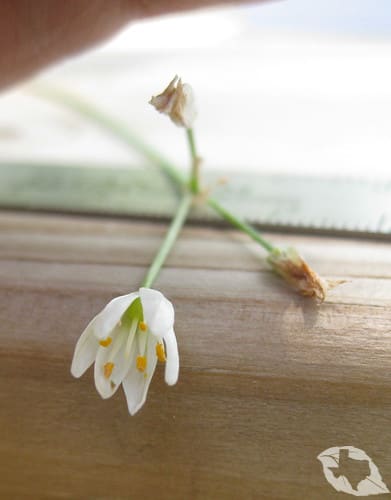 mimic of Onion - Wild