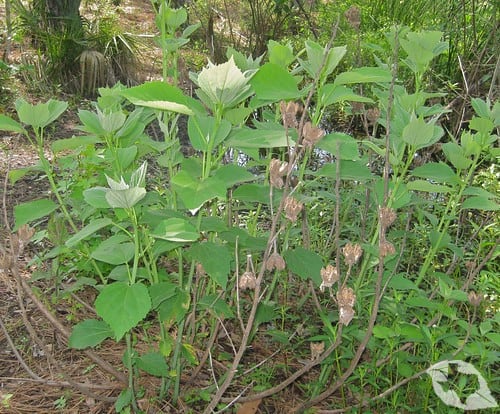 Mallow - Marsh