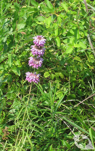Horsemint