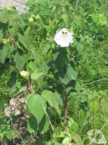 Mallow - Marsh
