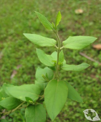 Honeysuckle - Japanese