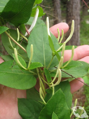 Honeysuckle - Japanese
