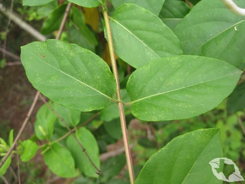 Honeysuckle - Japanese